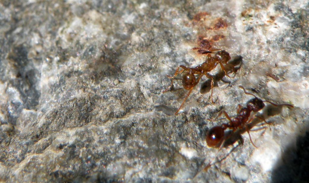 Forse Lasius sp? No. Myrmica sp.